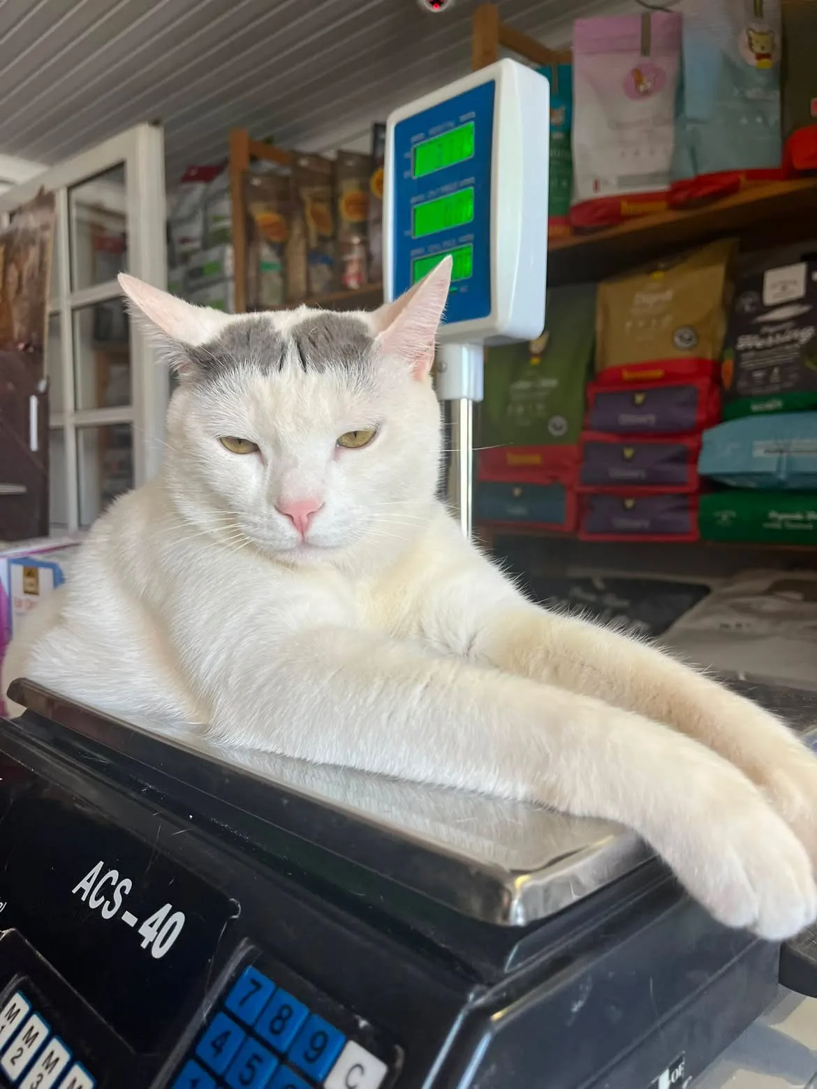 Onyx stretched out on the scales