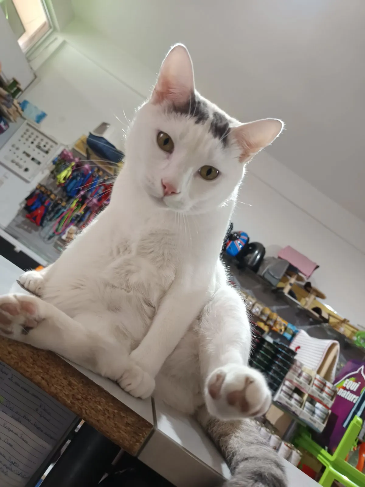 Onyx posing beside the accessories